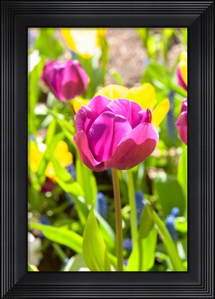 Framed Purple Tulip, Massachusetts Print