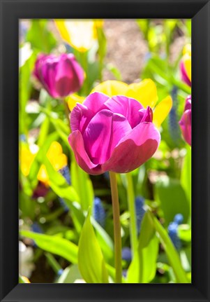 Framed Purple Tulip, Massachusetts Print