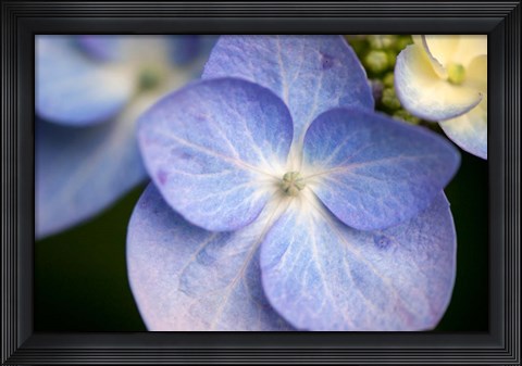 Framed Blue Lacecap Hydrangea, Massachusetts Print