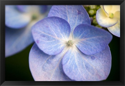 Framed Blue Lacecap Hydrangea, Massachusetts Print