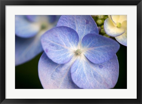 Framed Blue Lacecap Hydrangea, Massachusetts Print