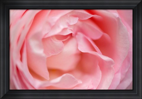 Framed Close-Up Of A Pink Pierre De Ronsard Rose Print