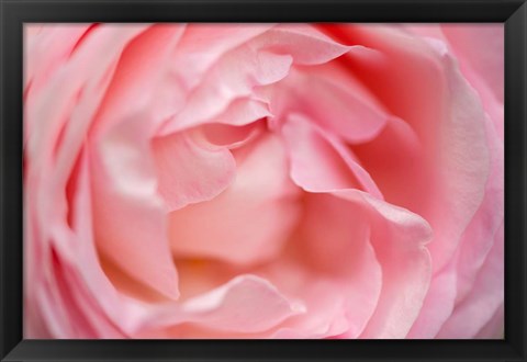 Framed Close-Up Of A Pink Pierre De Ronsard Rose Print