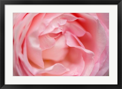 Framed Close-Up Of A Pink Pierre De Ronsard Rose Print