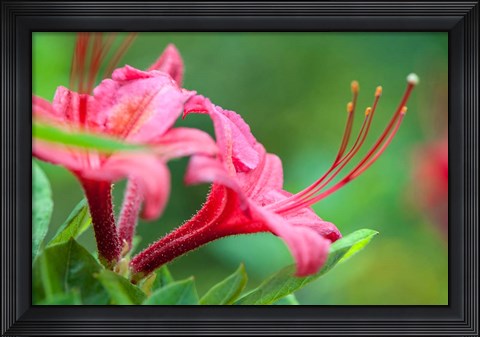 Framed Pink Azalea, Massachusetts Print