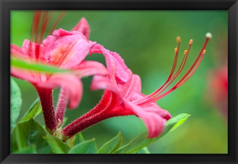 Framed Pink Azalea, Massachusetts Print