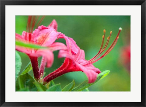 Framed Pink Azalea, Massachusetts Print