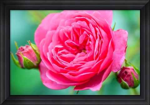 Framed Hot Pink Knock Out Rose, Massachusetts Print