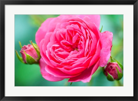 Framed Hot Pink Knock Out Rose, Massachusetts Print