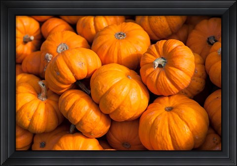 Framed Gourd Harvest, Massachusetts Print