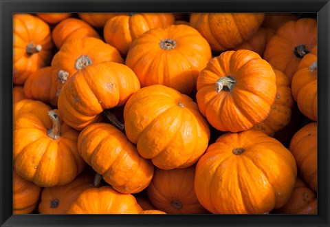 Framed Gourd Harvest, Massachusetts Print