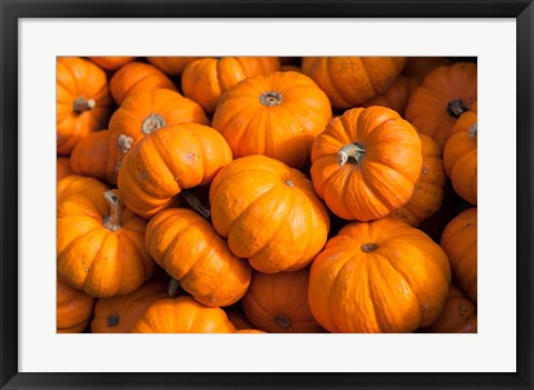 Framed Gourd Harvest, Massachusetts Print