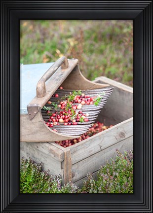 Framed Cranberries And Scoop, Massachusetts Print