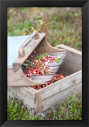 Framed Cranberries And Scoop, Massachusetts Print