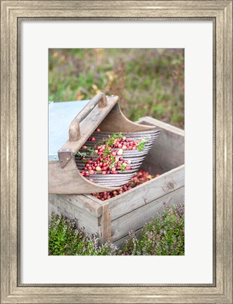 Framed Cranberries And Scoop, Massachusetts Print