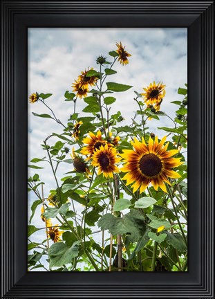 Framed Tall Sunflowers In Cape Ann, Massachusetts Print