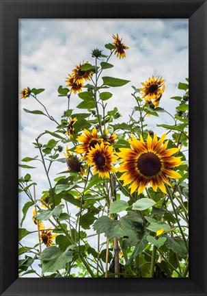 Framed Tall Sunflowers In Cape Ann, Massachusetts Print