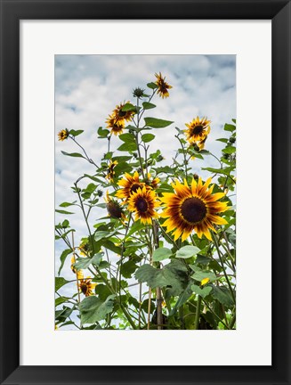 Framed Tall Sunflowers In Cape Ann, Massachusetts Print