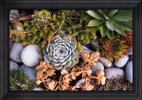 Framed Cape Ann Succulents Print