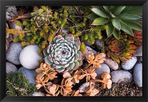 Framed Cape Ann Succulents Print