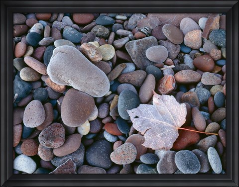 Framed Maple Leaf And Rocks Along The Shore Of Lake Superior Print