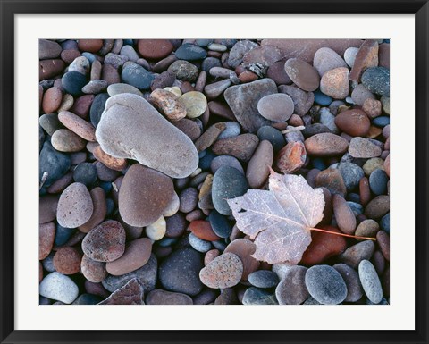 Framed Maple Leaf And Rocks Along The Shore Of Lake Superior Print