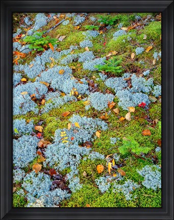 Framed Moss And Balsam Fir Saplings Print