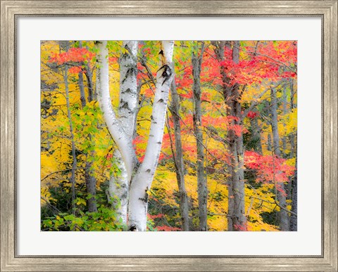 Framed Hardwood Forest In Autumn Print