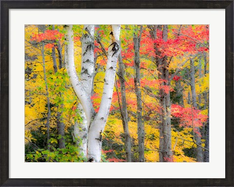 Framed Hardwood Forest In Autumn Print