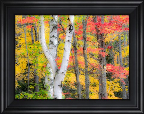 Framed Hardwood Forest In Autumn Print