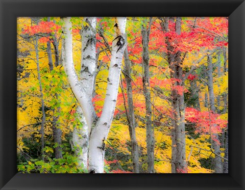 Framed Hardwood Forest In Autumn Print