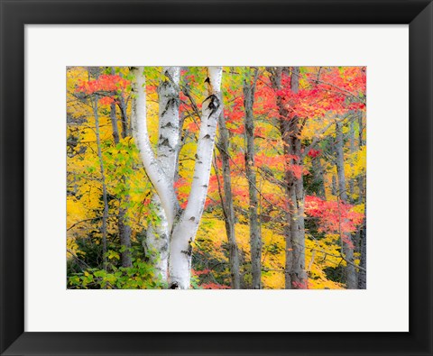 Framed Hardwood Forest In Autumn Print