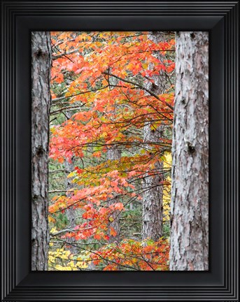 Framed Fall Pine Trees In The Forest, Michigan Print