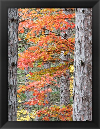 Framed Fall Pine Trees In The Forest, Michigan Print