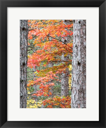 Framed Fall Pine Trees In The Forest, Michigan Print