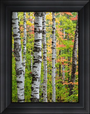Framed Birch Trunks And Maple Leaves, Michigan Print