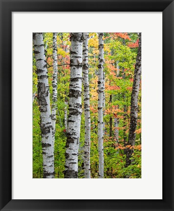 Framed Birch Trunks And Maple Leaves, Michigan Print