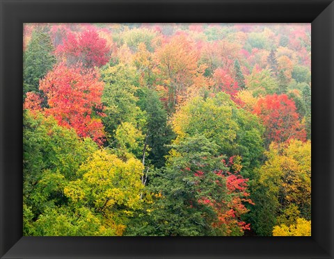 Framed Forest Above The Cut River Bridge, Michigan Print