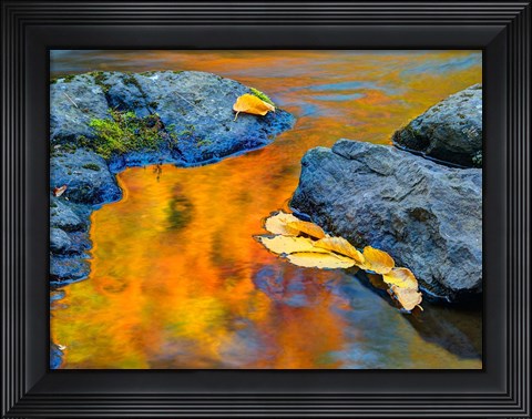Framed Michigan, Upper Peninsula Fall Colors Reflecting In River With Leaves Floating Print