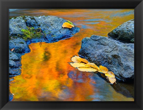 Framed Michigan, Upper Peninsula Fall Colors Reflecting In River With Leaves Floating Print