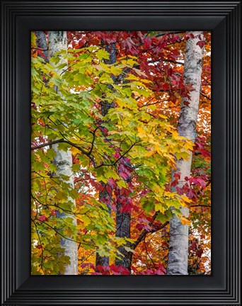 Framed Autumn Maple Leaves, Michigan Print
