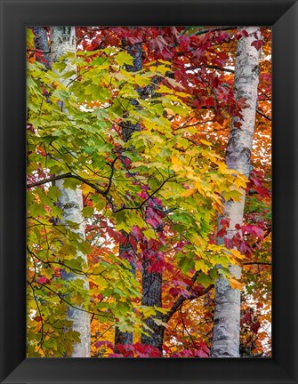 Framed Autumn Maple Leaves, Michigan Print