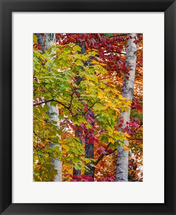 Framed Autumn Maple Leaves, Michigan Print