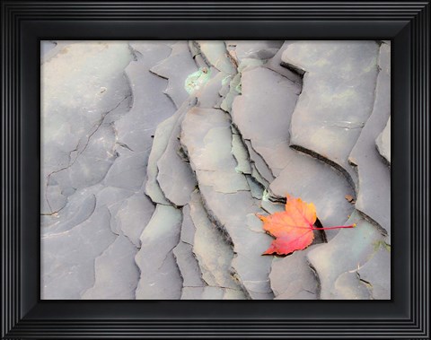 Framed Single Leaf On Rocks Along Bonanza Fall Print