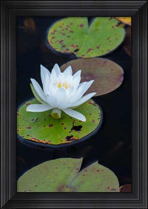 Framed White Water Lily Flowering In A Pond Print