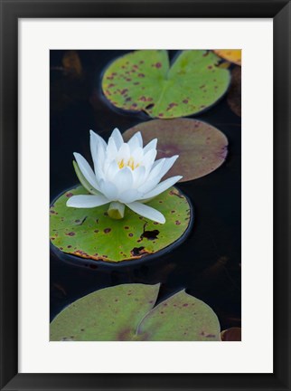 Framed White Water Lily Flowering In A Pond Print