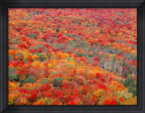 Framed Superior National Forest In Autumn Print