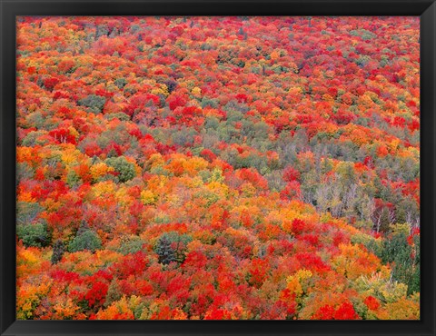 Framed Superior National Forest In Autumn Print