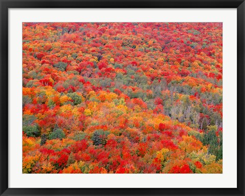 Framed Superior National Forest In Autumn Print