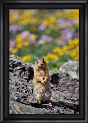 Framed Columbia Ground Squirrel Close-Up Print
